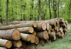 Компании отчитат лек пробив в износа на дървесина