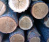 Искат увеличение на държавния резерв от дървесина