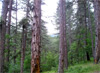Втори стандарт ще се бори за екосертификация на българските гори
