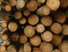 Добивът на дървесина води до 'въглероден дълг'