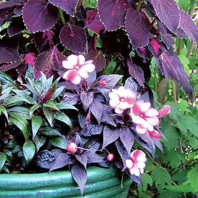 14 цветни растения за сенчести кътчета