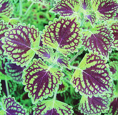 14 цветни растения за сенчести кътчета