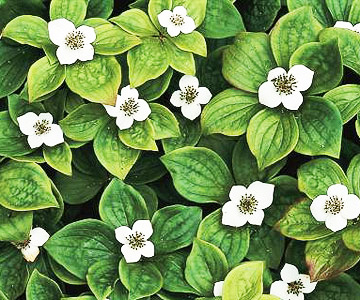 16 растения за красив зелен килим