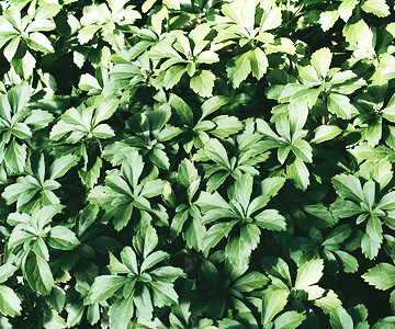16 растения за красив зелен килим