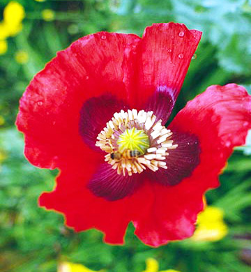 10  -   