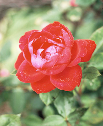 10  -   