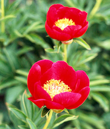10 от най-красивите цветя в червено