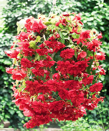 10 от най-красивите цветя в червено