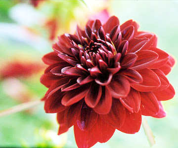 10  -   