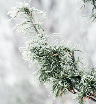 14 вечнозелени дръвчета за зимната градина