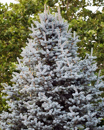 14 вечнозелени дръвчета за зимната градина