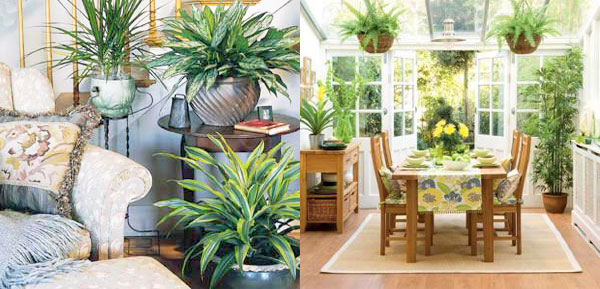 7 растения, които прочистват въздуха у дома