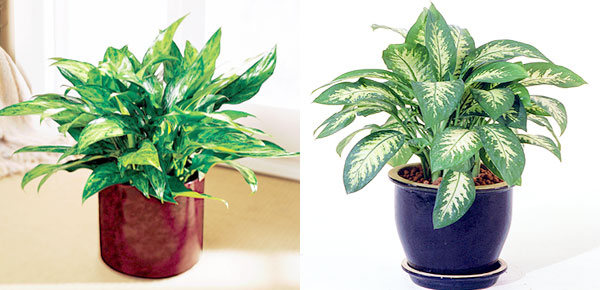 7 растения, които прочистват въздуха у дома