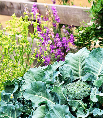 10 издръжливи на студ растения за пролетната градина
