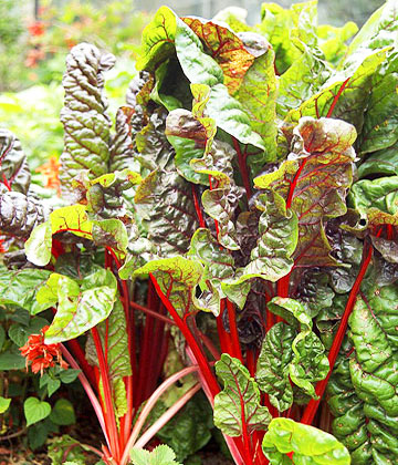 10 издръжливи на студ растения за пролетната градина