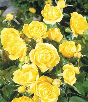  10 страхотни рози за градината