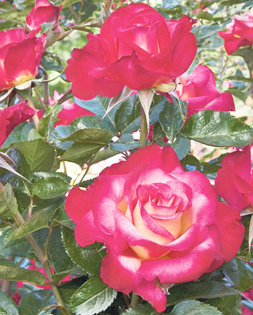  10 страхотни рози за градината