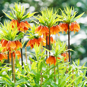  9 великолепни растения в оранжево