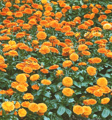  9 великолепни растения в оранжево