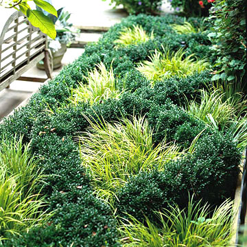 8 начина да използвате орнаментни треви в градината