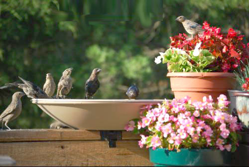  9 нестандартни хранилки и бани за птици