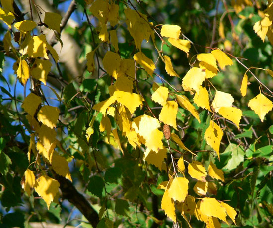  11 храсти и дървета за есенни багри