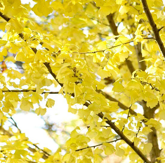  11 храсти и дървета за есенни багри