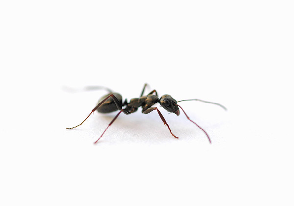 13 способа да се отървете от мравките в дома си