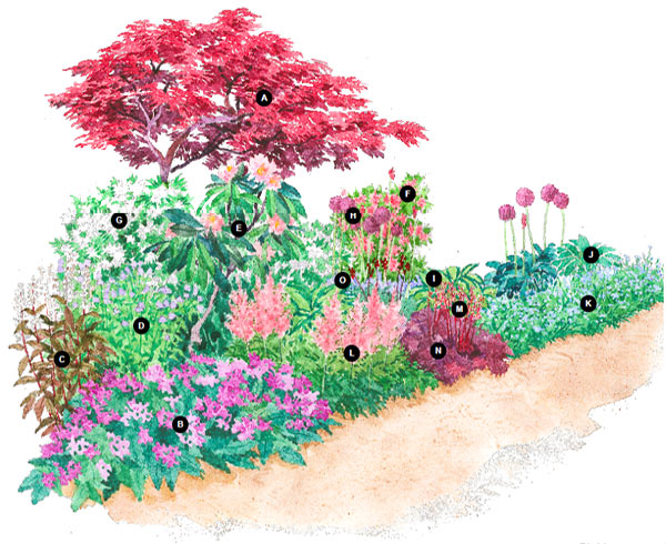 Розова градинка с японски явор