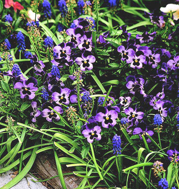  Ефектни градински растения в пурпурно
