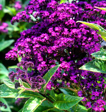  Ефектни градински растения в пурпурно