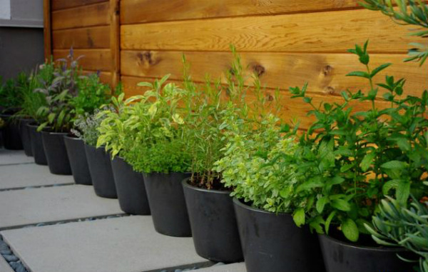 10 ядливи растения, които може да отглеждате на терасата