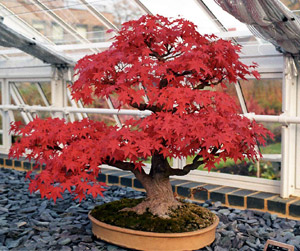 bonsai