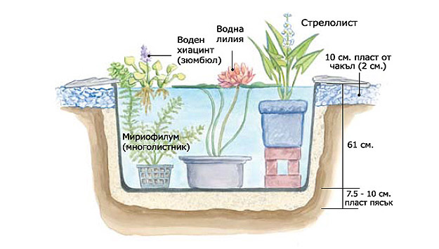 водна градина