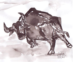 ox