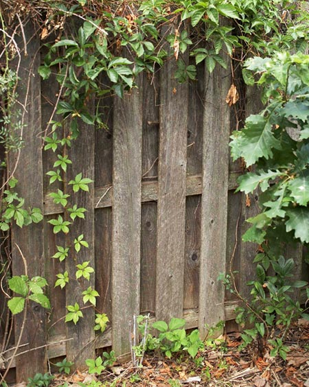 ограда със саксии