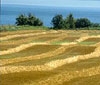 Пазарът на земеделска земя се раздвижва Пазарът на земеделска земя се раздвижва