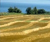 Bulgarian Farmland Prices to Grow